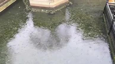 祖庙雨天水池下雨拍摄实拍视频的预览图